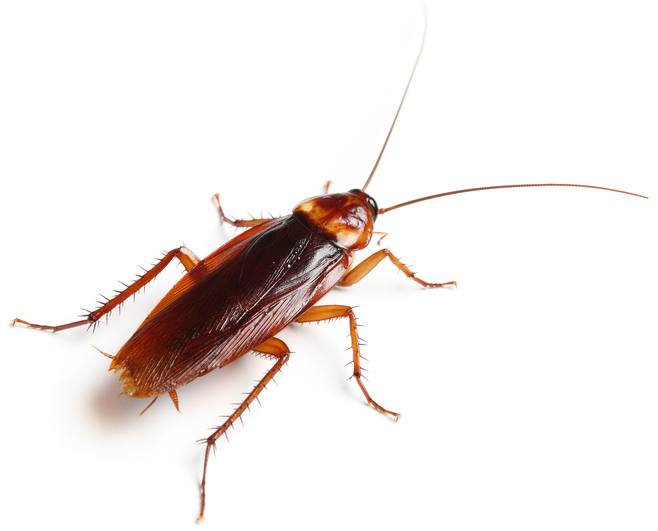 image of a cockroach