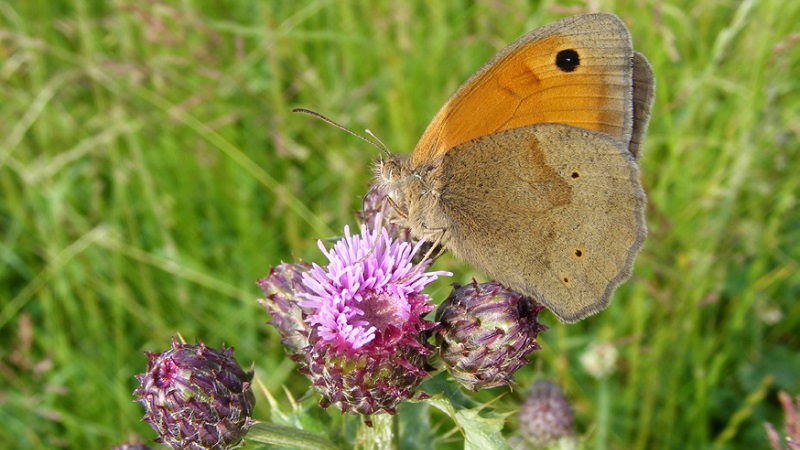 Image of butterfly