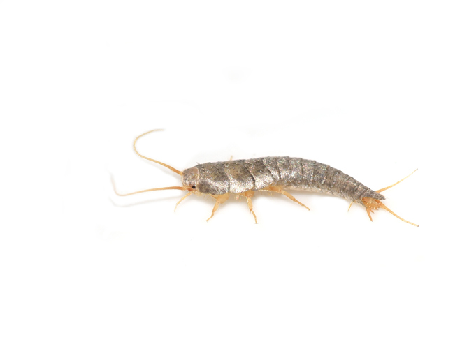 Silverfish