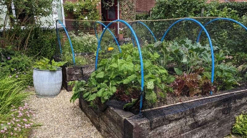 Image of garden with raised beds