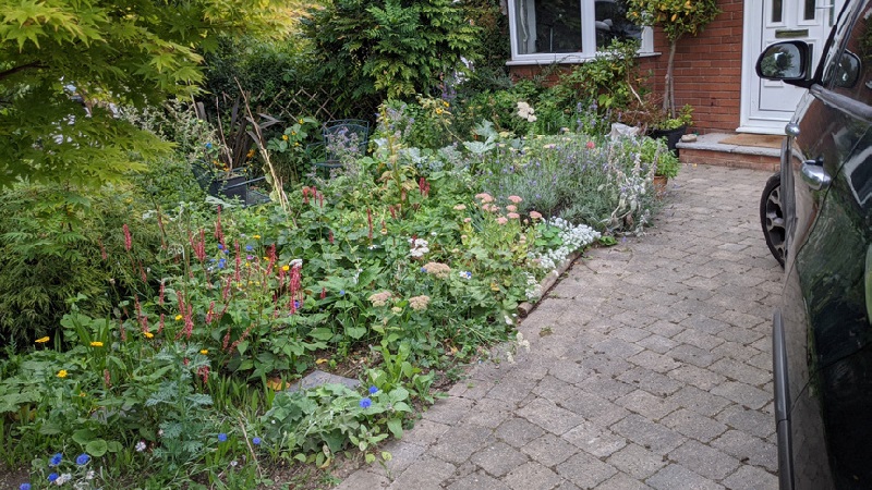 Image of a wild flower front garden