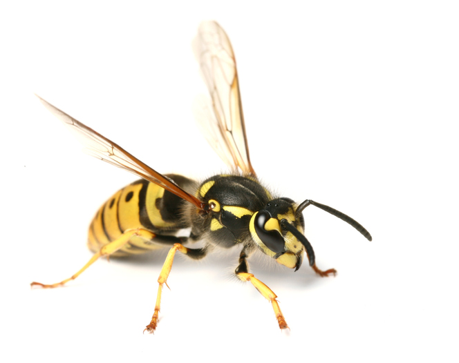 A wasp