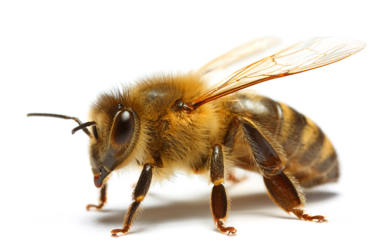 Image of a honey bee